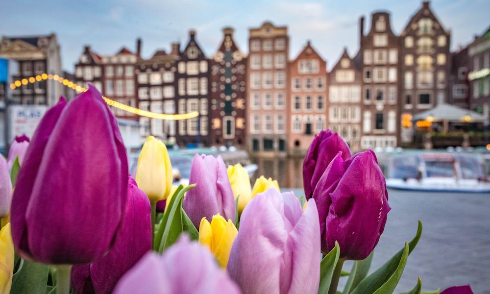 Amsterdam Pass: Tulpen in Amsterdam